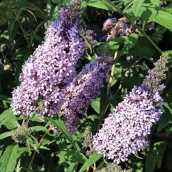 Buddleja Davidii Buzz Sky Blue 7 Buddleja Davidii Buzz Sky Blue -Fruit Garden Shop Buddleia Buzz Sky Blue 04