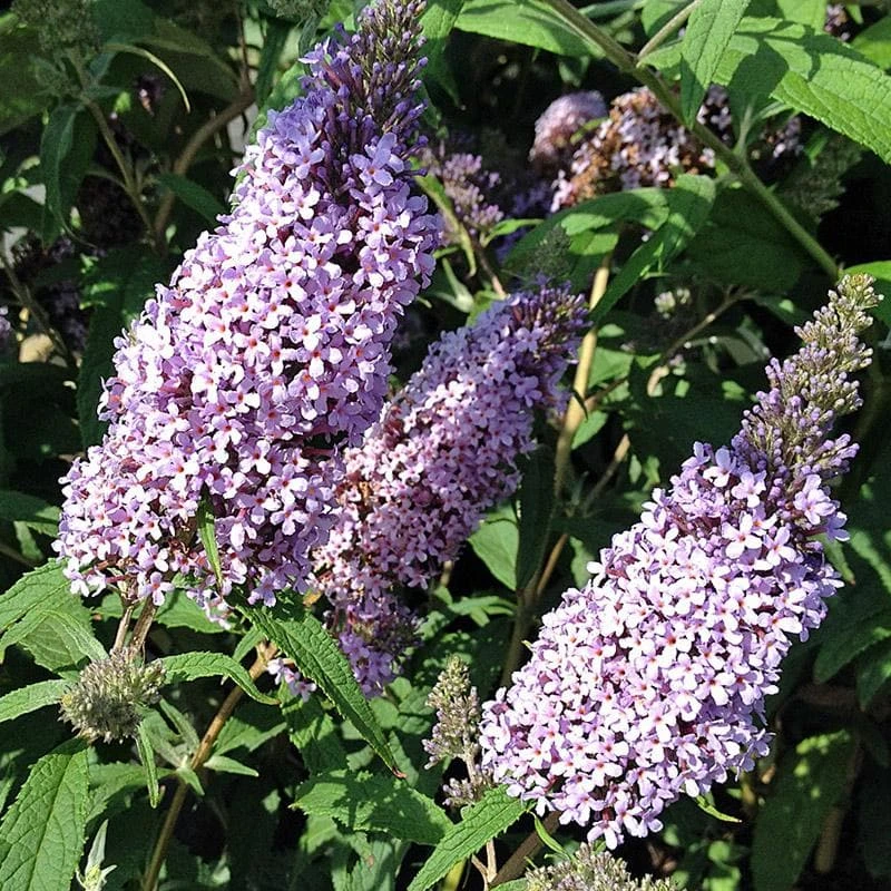 Buddleja Davidii Buzz Sky Blue 4 Buddleja Davidii Buzz Sky Blue - Image 2