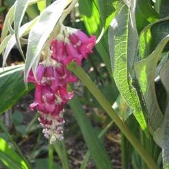 Buddleja Colvilei -Fruit Garden Shop Buddleja colvilei 06