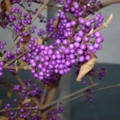 Callicarpa Bodinieri Profusion -Fruit Garden Shop Callicarpa bod Profusion