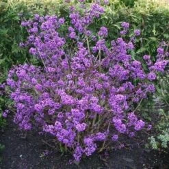 Callicarpa Bodinieri Profusion -Fruit Garden Shop Callicarpa bodinieri Profusion 3