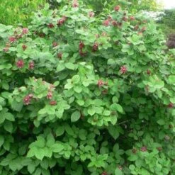 Calycanthus X Raulstonii Hartlage Wine -Fruit Garden Shop Calycanthus Hartlage Wine 04