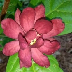 Calycanthus X Raulstonii Hartlage Wine -Fruit Garden Shop Calycanthus Hartlage Wine 07