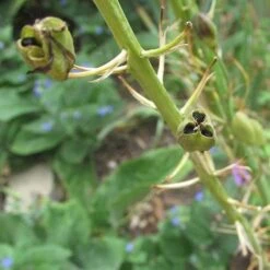Camassia Leichtlinii Alba -Fruit Garden Shop Camassia leichtlinii alba 04
