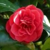 Camellia Japonica Adolphe Audusson 2 Camellia Japonica Adolphe Audusson -Fruit Garden Shop CamelliaAdolpheAudusson