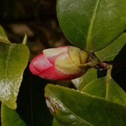 Camellia Japonica Adolphe Audusson -Fruit Garden Shop Camellia Adolphe Audusson 01