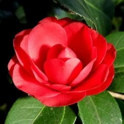 Camellia Black Lace -Fruit Garden Shop Camellia Black Lace 01