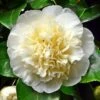 Camellia Japonica Brushfield Yellow 1 Camellia Japonica Brushfield Yellow -Fruit Garden Shop Camellia Brushfield Yellow 01