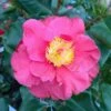 Camellia Japonica Dr King -Fruit Garden Shop Camellia Dr King 1