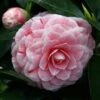 Camellia Japonica Bonomiana -Fruit Garden Shop Camellia Jap Bonomiana 01