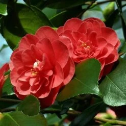 Camellia Japonica Lady Campbell -Fruit Garden Shop Camellia Lady Campbell 01x