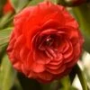 Camellia Japonica Lady Campbell -Fruit Garden Shop Camellia Lady Campbell 03