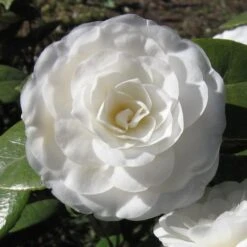 Camellia Mathotiana Alba