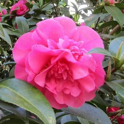 Camellia X Williamsii Debbie 3 Camellia X Williamsii Debbie