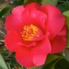 Camellia Japonica Midnight 1 Camellia Japonica Midnight -Fruit Garden Shop CamelliajaponicaMidnight