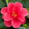 Camellia Reticulata Mary Williams -Fruit Garden Shop CamelliareticulataMaryWilliams3