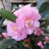 Camellia Spring Festival (cuspidata Hybrid) -Fruit Garden Shop Camelliaspringfestival1