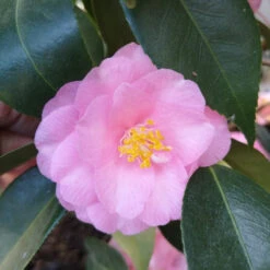 Camellia Spring Festival (cuspidata Hybrid) -Fruit Garden Shop Camelliaspringfestival2
