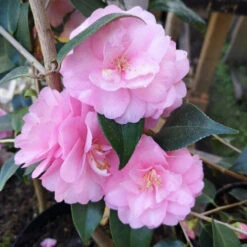 Camellia Spring Festival (cuspidata Hybrid) -Fruit Garden Shop Camelliaspringfestival3