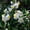 Carpenteria Californica -Fruit Garden Shop Carpenteria californica 03