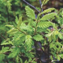 Carpinus Betulus Quercifolia -Fruit Garden Shop Carpinus betulus Quercifolia 03