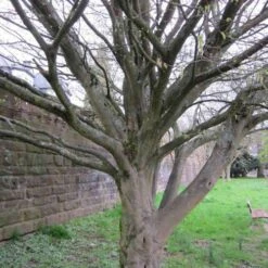 Carpinus Betulus Quercifolia -Fruit Garden Shop Carpinus betulus Quercifolia 05