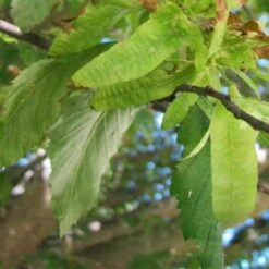 Carpinus Betulus Quercifolia -Fruit Garden Shop Carpinus betulus Quercifolia 06