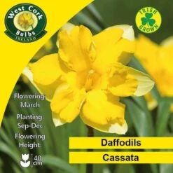 Daffodil Cassata 11 Daffodil Cassata -Fruit Garden Shop Cassata