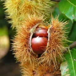 Castanea Sativa Bouche De Bétizac - Sweet Chestnut -Fruit Garden Shop Castanea 07