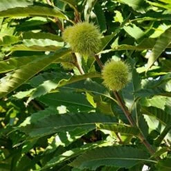 Castanea Sativa Bouche De Bétizac - Sweet Chestnut -Fruit Garden Shop Castanea 10