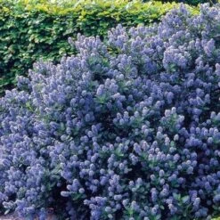 Ceanothus Southmead 8 Ceanothus Southmead -Fruit Garden Shop Ceanothus Southmead 03