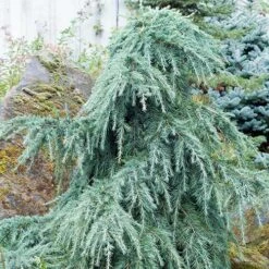 Cedrus Deodara Feelin' Blue -Fruit Garden Shop Cedrus deodara Feelin Blue 03