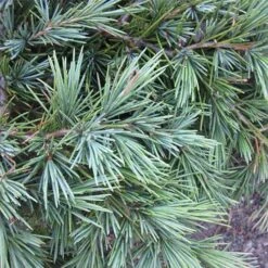 Cedrus Deodara Feelin' Blue -Fruit Garden Shop Cedrus deodara Feelin Blue 04