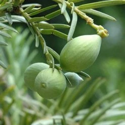Cephalotaxus Harringtonia Fastigiata -Fruit Garden Shop Cephalotaxus harringtonia Fastigiata 03