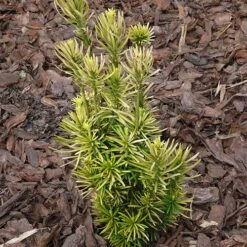 Cephalotaxus Harringtonia Fastigiata -Fruit Garden Shop Cephalotaxus harringtonia Fastigiata 05