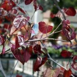 Cercis Canadensis Forest Pansy -Fruit Garden Shop Cercis canadensis Forest Pansy 02