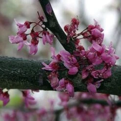 Cercis Canadensis Forest Pansy -Fruit Garden Shop Cercis canadensis Forest Pansy 03