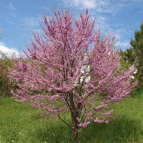 Cercis Siliquastrum 4 Cercis Siliquastrum - Image 2