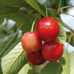 Cherry Merton Glory -Fruit Garden Shop Cherry Merton Glory 02 cr