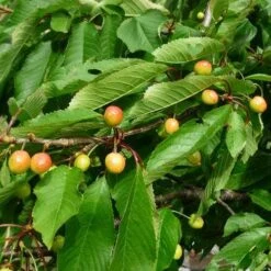 Cherry Merton Glory -Fruit Garden Shop Cherry Merton Glory 05 cr