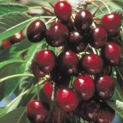 Cherry Stella -Fruit Garden Shop Cherry Stella 03 cr
