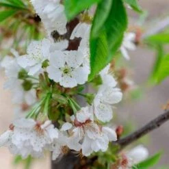 Cherry Stella -Fruit Garden Shop Cherry Stella 04 cr