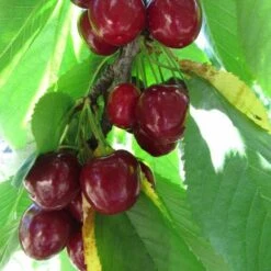 Cherry Stella -Fruit Garden Shop Cherry Stella 06 cr
