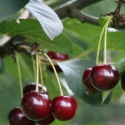 Cherry Sunburst -Fruit Garden Shop Cherry Sunburst 02 cr