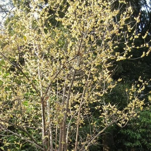 Chimonanthus Praecox 3 Chimonanthus Praecox