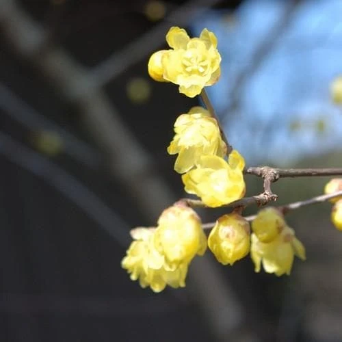 Chimonanthus Praecox 4 Chimonanthus Praecox - Image 2