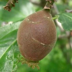 Chimonanthus Praecox 10 Chimonanthus Praecox -Fruit Garden Shop Chimonanthus praecox 03