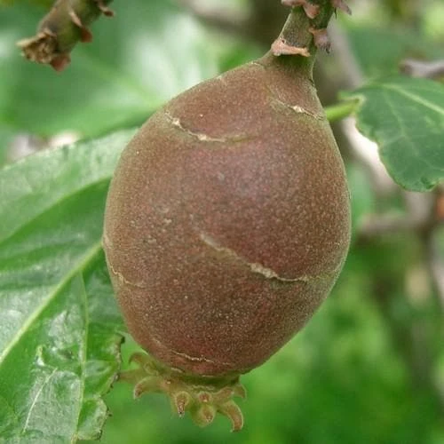 Chimonanthus Praecox 5 Chimonanthus Praecox - Image 3