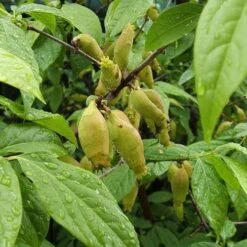 Chimonanthus Praecox 12 Chimonanthus Praecox -Fruit Garden Shop Chimonanthus praecox 05