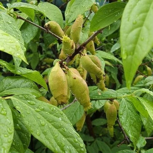 Chimonanthus Praecox 7 Chimonanthus Praecox - Image 5